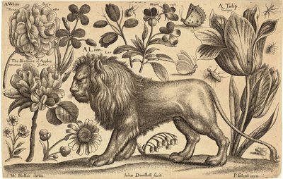 Lion and Tulip by Wenceslaus Hollar